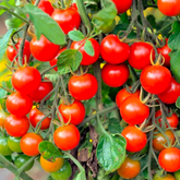 picture of tomato included in the tomatoes pack photo 1